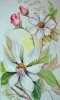 Clematis