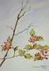 Rowanberry