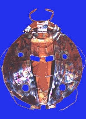 Ladybug by C. L. Whitworth