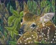 Fawn - click on the thumbnail to view the enlarged version