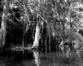 Aged Sentinels - click on the thumbnail to view the enlarged version
