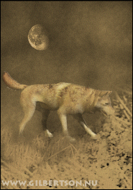 Searching by Asa Gilbertson